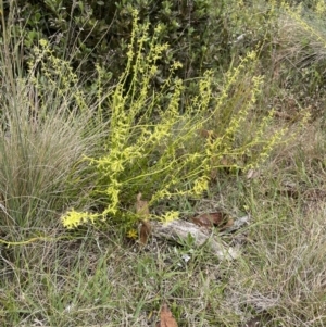 Stackhousia viminea at Uriarra, NSW - 2 Jan 2023