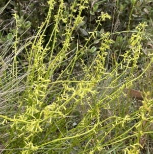 Stackhousia viminea at Uriarra, NSW - 2 Jan 2023