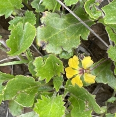 Goodenia hederacea subsp. alpestris at Namadgi National Park - 2 Jan 2023 by JaneR