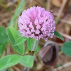 Trifolium pratense (Red Clover) at Wyndham, NSW - 1 Jan 2023 by KylieWaldon