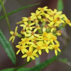 Senecio linearifolius (Fireweed Groundsel, Fireweed) at Wyndham, NSW - 1 Jan 2023 by KylieWaldon