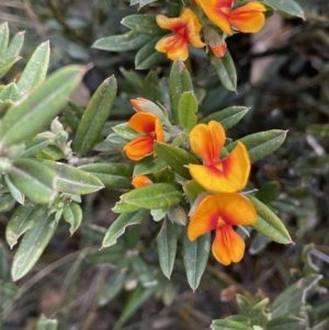 Podolobium alpestre at Uriarra, NSW - 2 Jan 2023