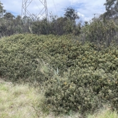 Podolobium alpestre at Uriarra, NSW - 2 Jan 2023