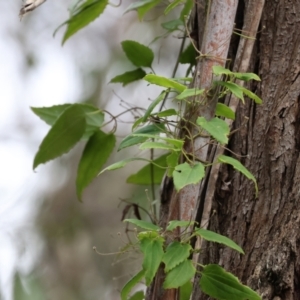 Clematis aristata at Wyndham, NSW - 1 Jan 2023 09:04 AM