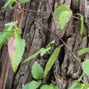 Clematis aristata at Wyndham, NSW - 1 Jan 2023 09:04 AM