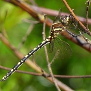 Synthemis eustalacta at Braemar, NSW - 4 Dec 2022