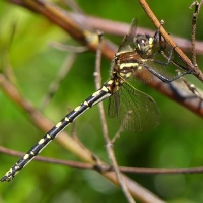 Synthemis eustalacta (Swamp Tigertail) at Braemar - 3 Dec 2022 by Curiosity