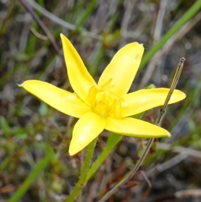 Hypoxis hygrometrica var. villosisepala (Golden Weather-grass) at Morton National Park - 30 Nov 2022 by RobG1