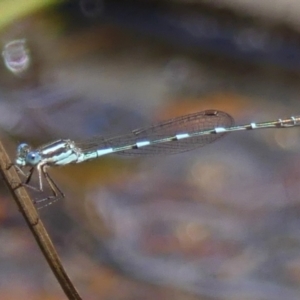 Austrolestes leda at High Range, NSW - 24 Nov 2022 11:30 AM