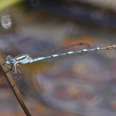 Austrolestes leda (Wandering Ringtail) at High Range - 24 Nov 2022 by Curiosity