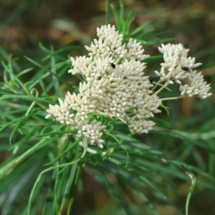 Cassinia longifolia (Shiny Cassinia, Cauliflower Bush) at Wyndham, NSW - 1 Jan 2023 by KylieWaldon