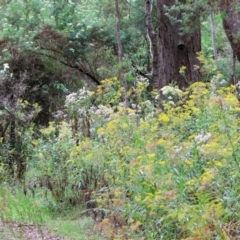 Cassinia longifolia at Wyndham, NSW - 1 Jan 2023