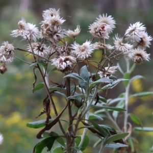 Coronidium elatum subsp. elatum at Wyndham, NSW - 1 Jan 2023