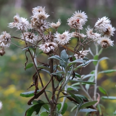 Coronidium elatum subsp. elatum (Tall Everlasting) at South East Forest National Park - 31 Dec 2022 by KylieWaldon