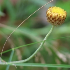 Coronidium scorpioides (Button Everlasting) at Wyndham, NSW - 1 Jan 2023 by KylieWaldon