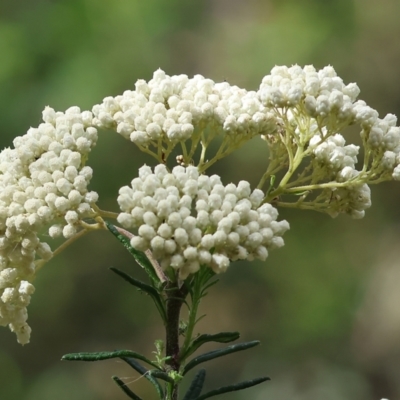 Ozothamnus diosmifolius (Rice Flower, White Dogwood, Sago Bush) at Wyndham, NSW - 31 Dec 2022 by KylieWaldon