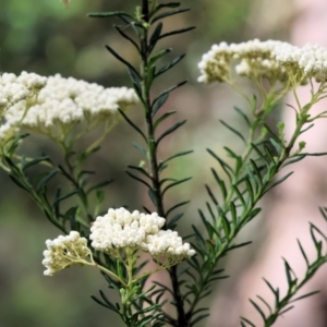 Ozothamnus diosmifolius at Wyndham, NSW - 1 Jan 2023