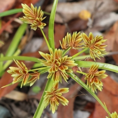 Cyperus eragrostis (Umbrella Sedge) at Wyndham, NSW - 31 Dec 2022 by KylieWaldon