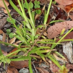 Cyperus eragrostis at Wyndham, NSW - 1 Jan 2023