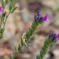 Echium sp. (Paterson's Curse or Viper's Bugloss) at Wyndham, NSW - 31 Dec 2022 by KylieWaldon