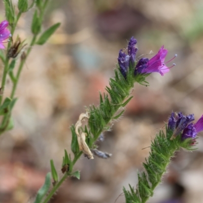 Echium sp. (Paterson's Curse or Viper's Bugloss) at Wyndham, NSW - 31 Dec 2022 by KylieWaldon