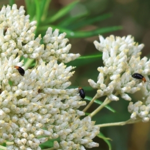 Galerucini sp. (tribe) at Wyndham, NSW - 1 Jan 2023