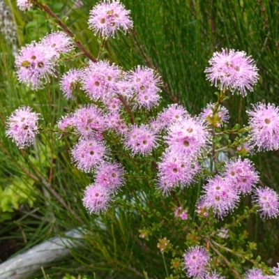 Kunzea capitata (Pink Kunzea) at Morton National Park - 30 Nov 2022 by RobG1