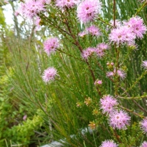 Kunzea capitata at Boolijah, NSW - 30 Nov 2022