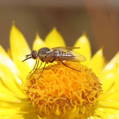 Australiphthiria hilaris (Slender Bee Fly) at O'Connor, ACT - 21 Dec 2022 by ConBoekel