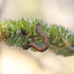 Geometridae (family) IMMATURE at O'Connor, ACT - 23 Dec 2022 by ConBoekel
