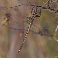 Hemicordulia tau (Tau Emerald) at Dryandra St Woodland - 20 Dec 2022 by ConBoekel