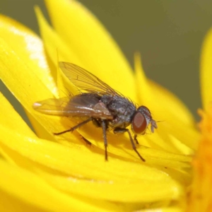 Calliphoridae (family) at O'Connor, ACT - 21 Dec 2022 10:06 AM