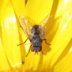 Calliphoridae (family) at O'Connor, ACT - 21 Dec 2022 10:06 AM