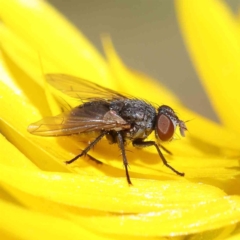 Calliphoridae (family) at O'Connor, ACT - 21 Dec 2022 10:06 AM