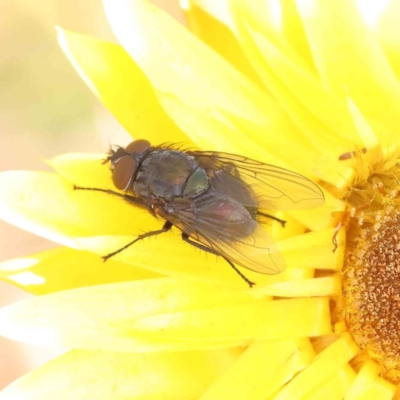 Unidentified Blow fly (Calliphoridae) at O'Connor, ACT - 20 Dec 2022 by ConBoekel