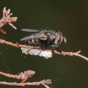 Tachinidae (family) at O'Connor, ACT - 21 Dec 2022 10:52 AM