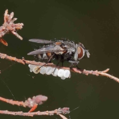 Unidentified Bristle Fly (Tachinidae) at O'Connor, ACT - 20 Dec 2022 by ConBoekel