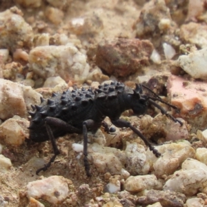 Acantholophus echinatus at Coree, ACT - 5 Jan 2023