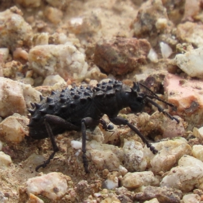 Acantholophus echinatus (Spiny ground weevil) at Lower Cotter Catchment - 4 Jan 2023 by SandraH