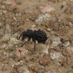 Acantholophus echinatus at Coree, ACT - 5 Jan 2023