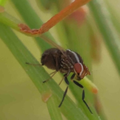 Poecilohetaerus sp. (genus) (Lauxaniid fly) at Dryandra St Woodland - 20 Dec 2022 by ConBoekel