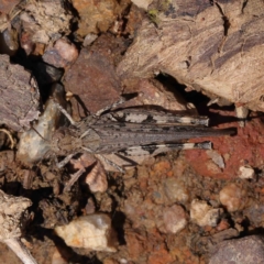 Austroicetes sp. (genus) (A grasshopper) at O'Connor, ACT - 23 Dec 2022 by ConBoekel