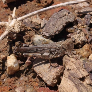 Austroicetes sp. (genus) at O'Connor, ACT - 23 Dec 2022