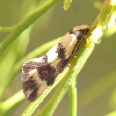 Olbonoma triptycha (Chezela Group) at Dryandra St Woodland - 20 Dec 2022 by ConBoekel