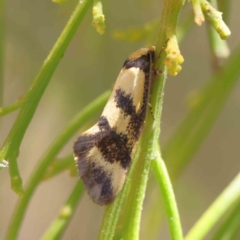 Olbonoma triptycha at O'Connor, ACT - 21 Dec 2022 10:54 AM