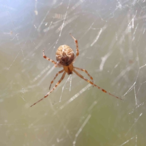 Cryptachaea veruculata at O'Connor, ACT - 21 Dec 2022