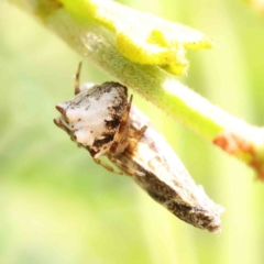 Phoroncidia sextuberculata (Six-knobbed Phoroncidia) at Dryandra St Woodland - 20 Dec 2022 by ConBoekel