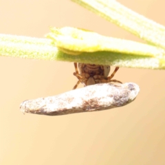 Phoroncidia sextuberculata at O'Connor, ACT - 21 Dec 2022