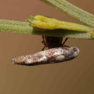 Phoroncidia sextuberculata at O'Connor, ACT - 21 Dec 2022