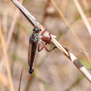 Zosteria sp. (genus) at O'Connor, ACT - 21 Dec 2022